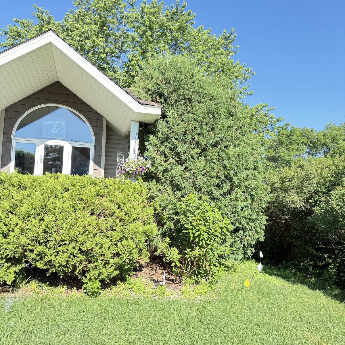 Before: overgrown shrubs and cluttered landscape bed at front entry — Elk River, MN
