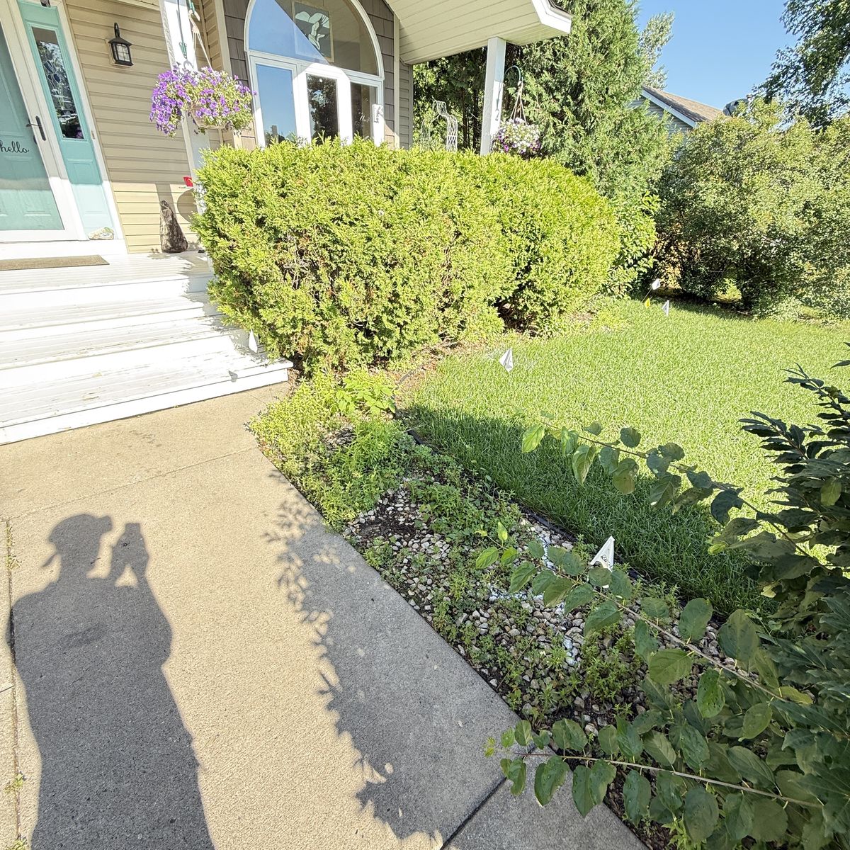 Before: overgrown side bed and shrubs blocking front of home